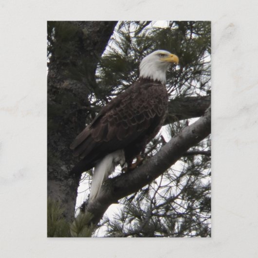 Eagle 10 briefkaart (Voorkant)