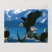 Eagle 19 briefkaart (Voorkant)