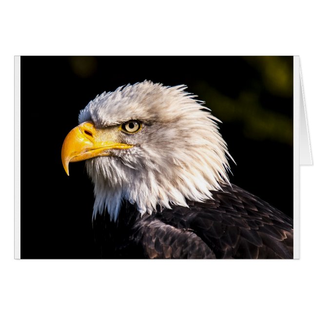 Eagle 2 (Voorkant Horizontaal)