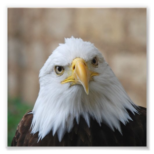 Eagle_2015_0201 Foto Afdruk (Voorkant)