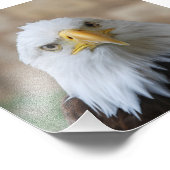 Eagle_2015_0201 Foto Afdruk (Hoek)