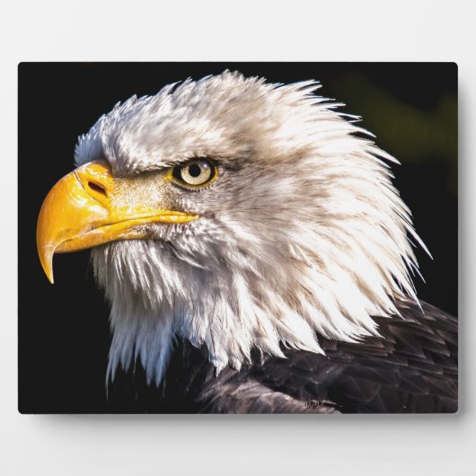 Eagle 2 fotoplaat (Voorkant)