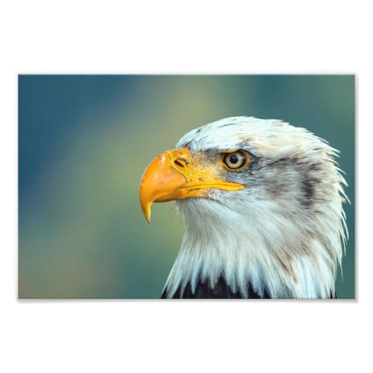 Eagle Afbeelding Foto Afdruk (Voorkant)