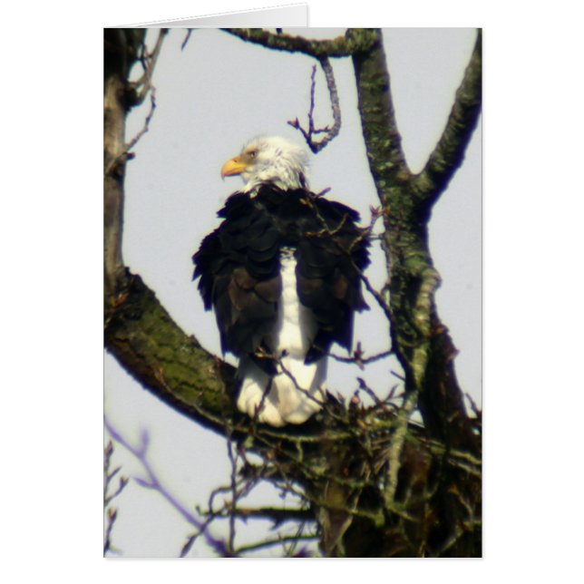 Eagle altijd waakzaam ... (Voorkant)