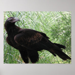 Eagle (Aquila audax) Poster