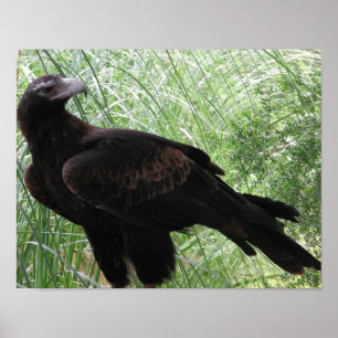 Eagle (Aquila audax) Poster
