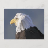 Eagle Briefkaart (Voorkant)