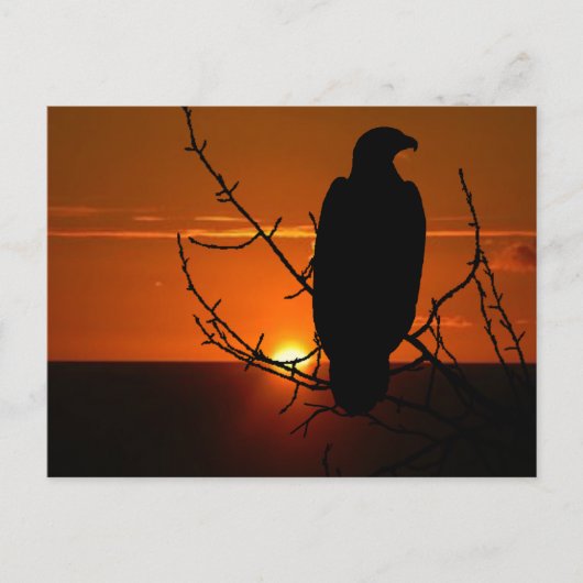 Eagle Briefkaart (Voorkant)