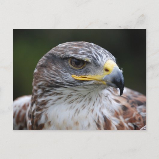 Eagle Briefkaart (Voorkant)