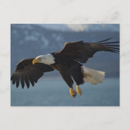 Eagle Briefkaart