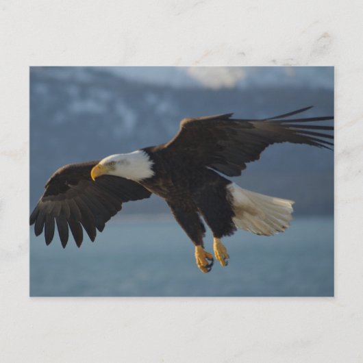 Eagle Briefkaart (Voorkant)