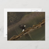 Eagle Briefkaart (Voorkant / Achterkant)