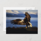 Eagle Briefkaart 38 (Voorkant / Achterkant)