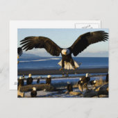 Eagle Briefkaart 445 (Voorkant / Achterkant)