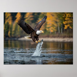 Eagle Catching Fish Poster