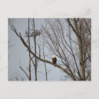 Eagle chauve et carte postale de Blackhawk