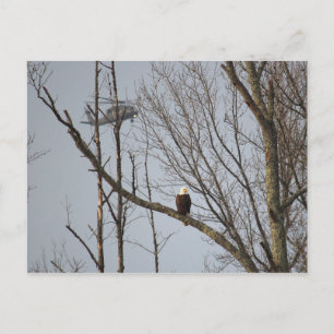 Eagle chauve et carte postale de Blackhawk