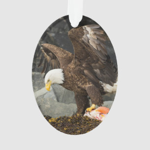 Eagle chauve final