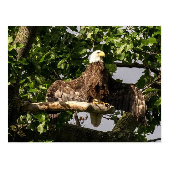 Eagle chauve, le clignoteur carte postale
