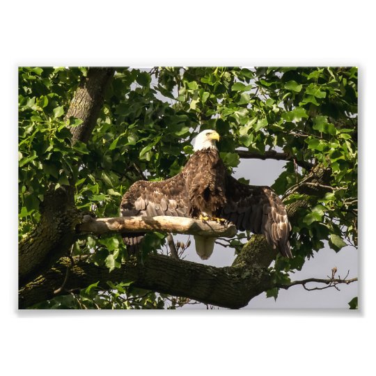 Eagle chauve, le clignoteur impression photo