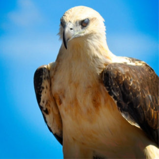 Eagle Design Motivational Inspiration Poster