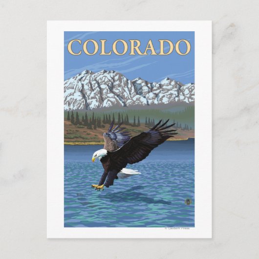 Eagle DivingColorado Briefkaart (Voorkant)