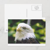 Eagle Eye Briefkaart (Voorkant / Achterkant)