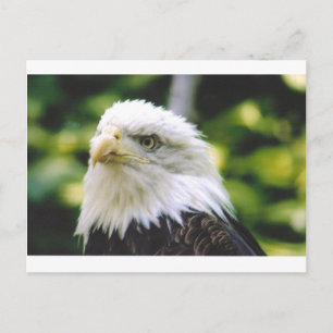 Eagle Eye Briefkaart
