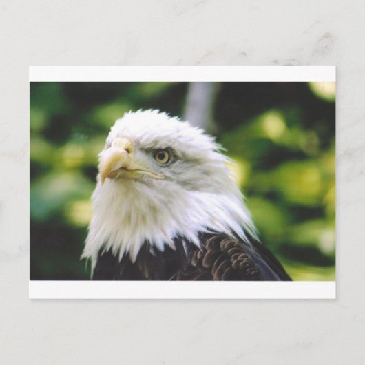 Eagle Eye Briefkaart (Voorkant)