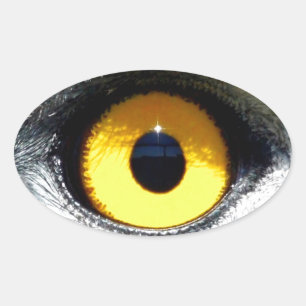 Eagle Eye Ovale Sticker