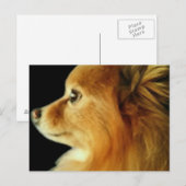 Eagle Eyed Pomeranian Briefkaart (Voorkant / Achterkant)