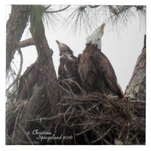 Eagle-familie die Spiegeland Tile zingt Tegeltje