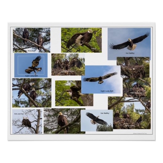 Eagle Family Life Perfect Poster (Voorkant)