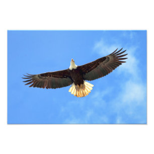 Eagle Flying Foto Afdruk