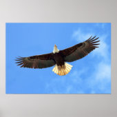 Eagle Flying Poster (Voorkant)
