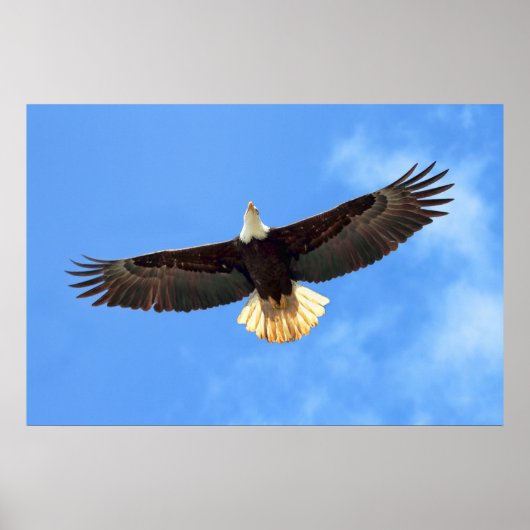 Eagle Flying Poster (Voorkant)