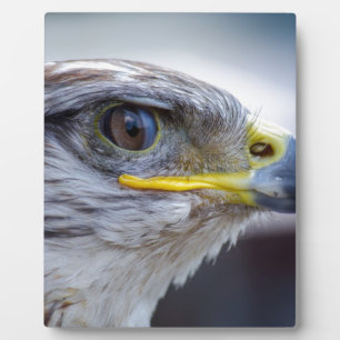 Eagle Fotoplaat