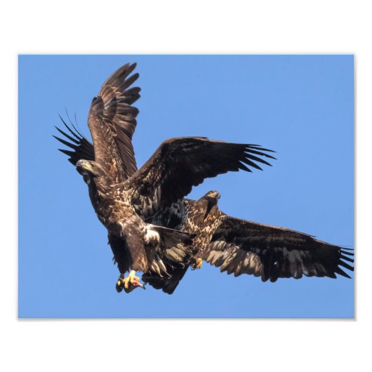 Eagle Games Foto Afdruk (Voorkant)