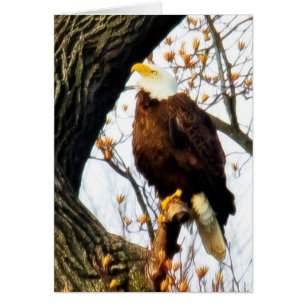 Eagle, geplaatst voor vlucht