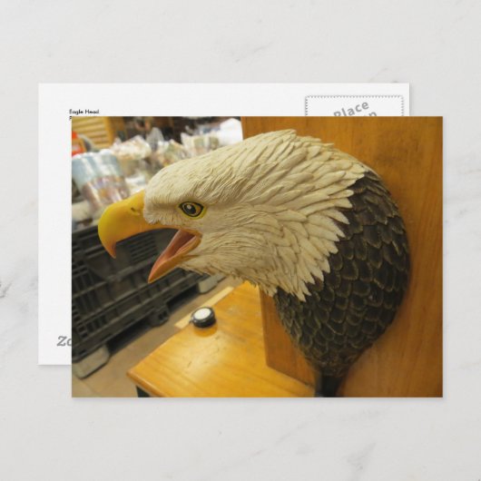 Eagle Head Briefkaart (Voorkant / Achterkant)