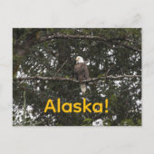 Eagle in de bomen briefkaart (Voorkant)