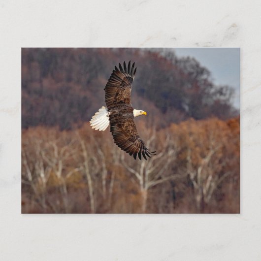 Eagle in het najaar briefkaart (Voorkant)