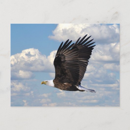 Eagle in het Sky Briefkaart (Voorkant)