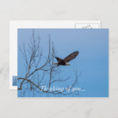 Eagle in vlucht briefkaart (Voorkant / Achterkant)