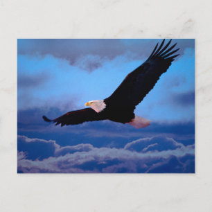 Eagle in vlucht briefkaart