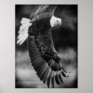 Eagle in vlucht zwart-wit poster