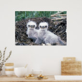 Eagle-kuikens van Bald Poster (Keuken)