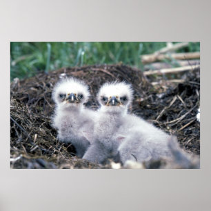 Eagle-kuikens van Bald Poster