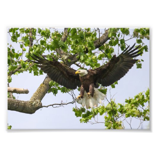 Eagle Landing Approach Foto Afdruk (Voorkant)