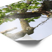 Eagle Landing Approach Foto Afdruk (Hoek)